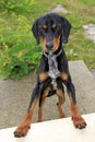 Flap-eared black and brown hound dog Royalty Free Stock Photo