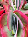 Flap Jack Kalanchoe