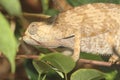 Flap-necked chameleon Royalty Free Stock Photo