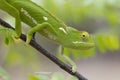 Flap Necked Chameleon, (Chamaeleo dilepis), South Africa Royalty Free Stock Photo