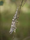 Flap-necked Chameleon Royalty Free Stock Photo