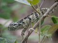 Flap-necked Chameleon Royalty Free Stock Photo