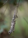 Flap-necked Chameleon Royalty Free Stock Photo