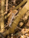 Flap-necked chameleon climbing