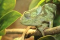 Flap-necked chameleon Royalty Free Stock Photo