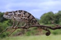 Flap necked chameleon Royalty Free Stock Photo