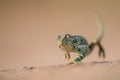 Flap-necked chameleon walking in the sand. Royalty Free Stock Photo