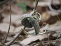 Flap-necked Chameleons