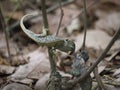 Flap-necked Chameleons