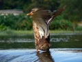 Flapping Duck Royalty Free Stock Photo