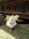 Flapping Duck Royalty Free Stock Photo