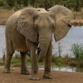 Flapping ears at dam