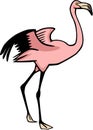 Flapping Flamingo