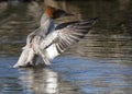 Flapping Merganser