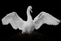 Flapping Mute Swan