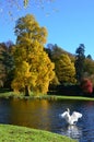 Flapping Swan, Colourful Leaves at Stourhead Garden in Autumn, Wiltshire, UK Royalty Free Stock Photo