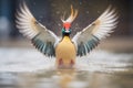 flapping wings of duck during bath time Royalty Free Stock Photo