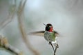 Flapping Wings of a Ruby Throated Hummingbird Royalty Free Stock Photo