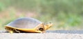 Flapshell Turtle of india