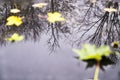 Flare of autumn trees and leaves in a puddle Royalty Free Stock Photo