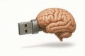 A flash drive in the shape of a human brain, a symbol of digital memory. Space for text. Royalty Free Stock Photo