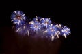 Flashes of fireworks of blue color against the black sky Royalty Free Stock Photo