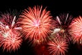 Flashes of fireworks of red color against the black sky Royalty Free Stock Photo