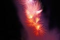 Flashes of pink, red and white fireworks Royalty Free Stock Photo