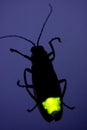 Flashing Firefly - Lightning Bug Royalty Free Stock Photo