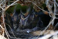 Flashy chicks in the nest bird animal