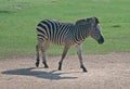 Flashy Grant's Zebra Walking