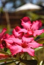 Pink desert-rose with golden sprinkles on a sunny day