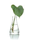 Flask with exotic plant on white. Organic chemistry