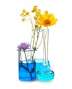 Flasks and beaker with flowers on white background