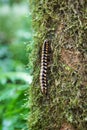 Flat-backed millipede on tree Royalty Free Stock Photo