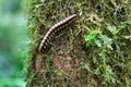 Flat-backed millipede on tree Royalty Free Stock Photo