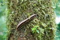 Flat-backed millipede on tree Royalty Free Stock Photo