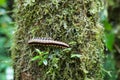 Flat-backed millipede on tree Royalty Free Stock Photo