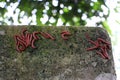 The flat-backed millipedes on the wall Royalty Free Stock Photo