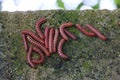 The flat-backed millipedes on the wall Royalty Free Stock Photo