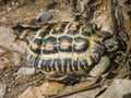 Flat-backed spider tortoise Pyxis planicauda Royalty Free Stock Photo