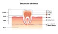 Flat Banner Vector Structure Tooth Infographics