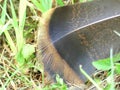 Close up Details of a Wild Turkey Feather Tip Lying on the Ground Royalty Free Stock Photo