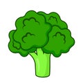 Hand Drawing Broccoli PNG Vegetable Icon Clipart with Outline Stroke, Cabbage on white background