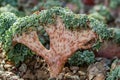 Flat brown in speckled stem of the plant with green small foliage growing Royalty Free Stock Photo