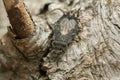 Flat bug, Aradus betulinus on wood