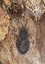 Flat bug, Aradus corticalis on pine wood