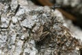 Flat bug, Aradus depressus on aspen wood