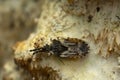 Flat bug, Aradus depressus on fungi