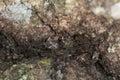 Flat bugs, Aradus on aspen bark